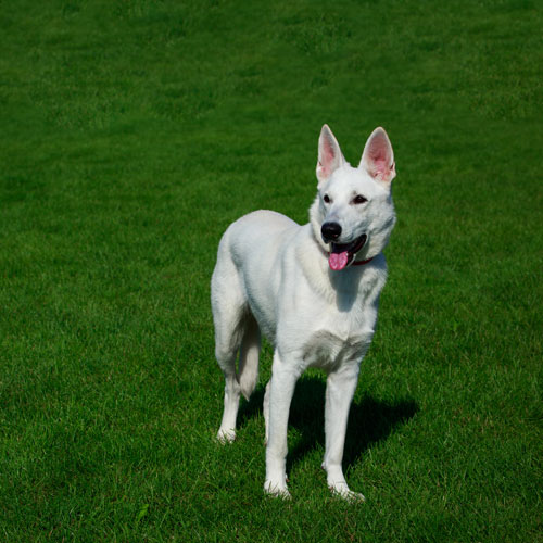 Swiss Shepherd