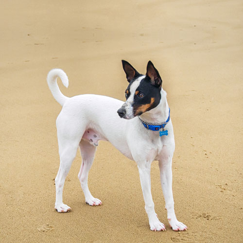 Tenterfield Terrier