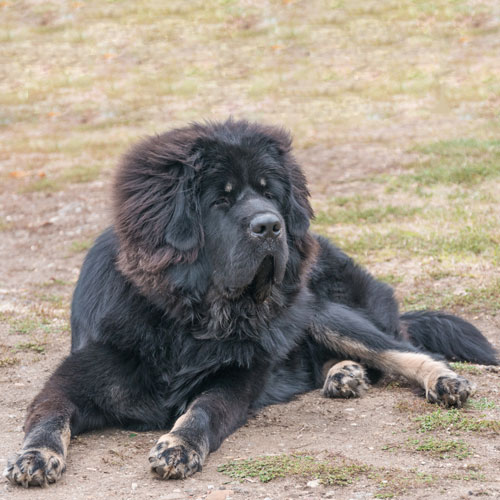 Tibetan Mastiff