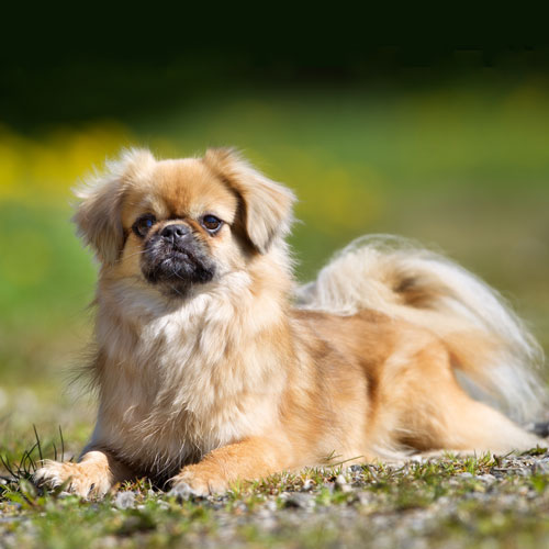 Tibetan Spaniel