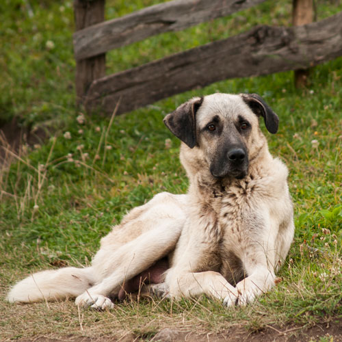 Turkish Kangal