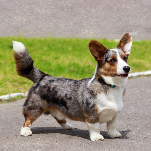 Welsh Corgi - Cardigan