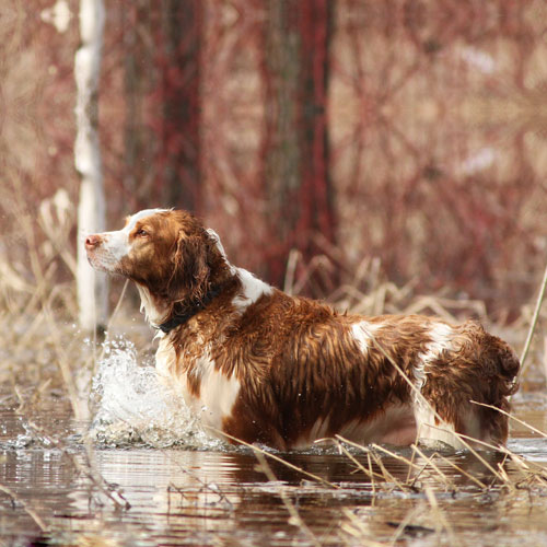 Welsh Springer Spaniel