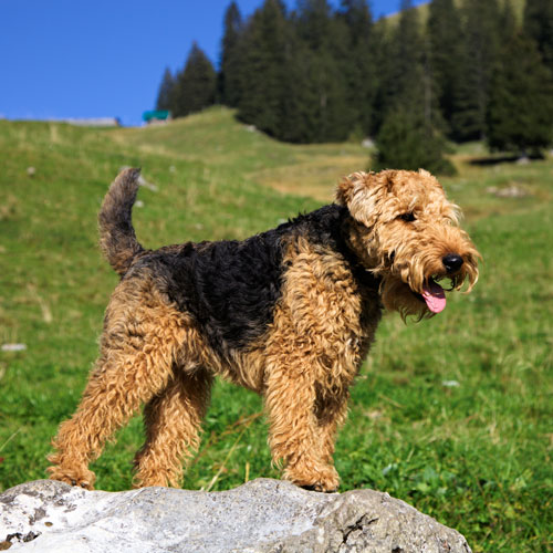 Welsh Terrier