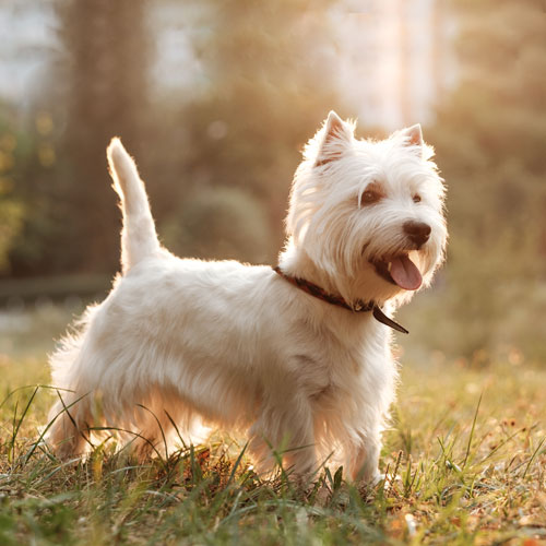 West Highland White Terrier