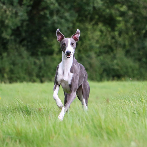 Whippet