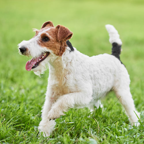 Wire-haired Fox Terrier