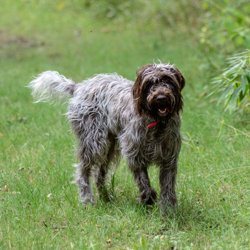 Wire-haired Pointing Griffon