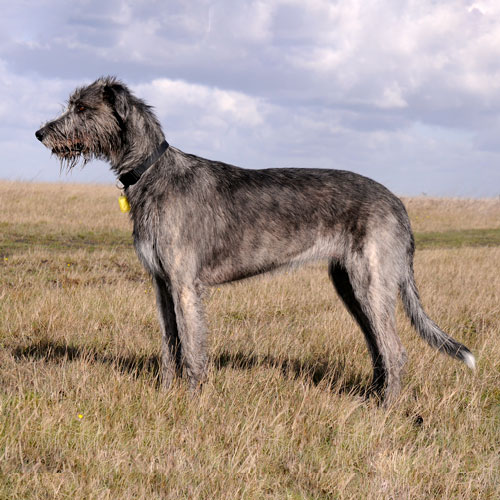 Wolfhound Dog Breed - Facts - Traits - Health | Vets Choice | Vets Choice