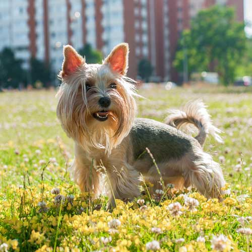 Yorkshire Terrier