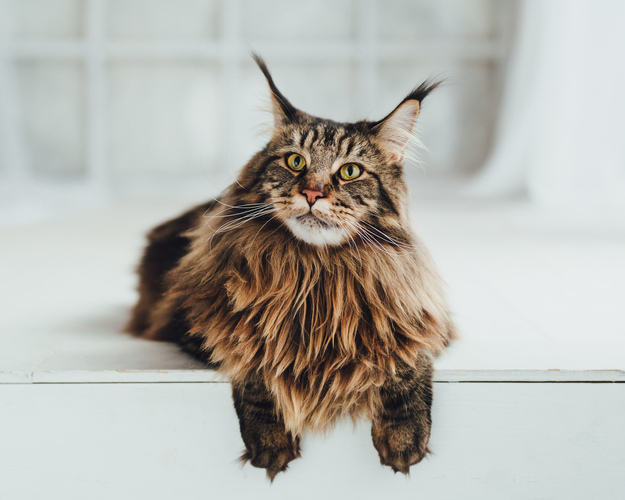 Maine Coon Cat Breed Facts Traits Health Vets Choice Vets Choice