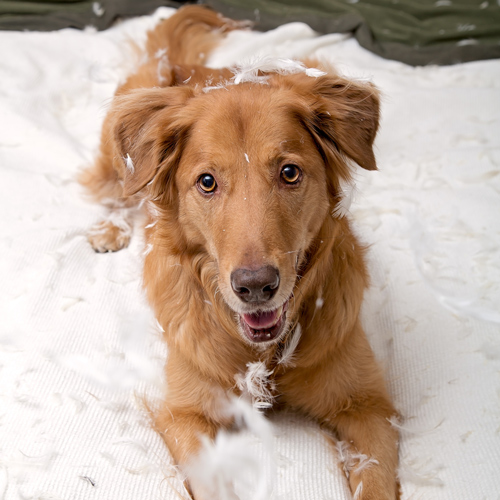 dog in circle