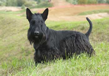 Scottish Terrier