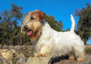 Sealyham Terrier