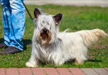 Skye Terrier