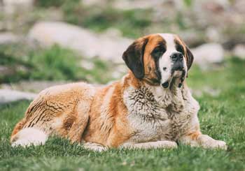 St Bernard