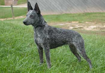 Stumpy Tail Cattle Dog