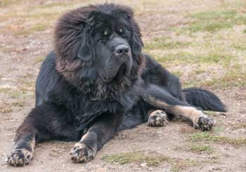 Tibetan Mastiff