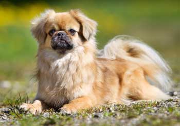 Tibetan Spaniel