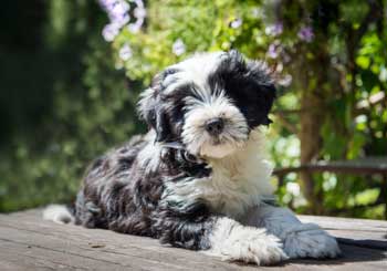 Tibetan Terrier