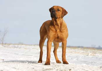 Tosa Inu - Japanese Mastiff