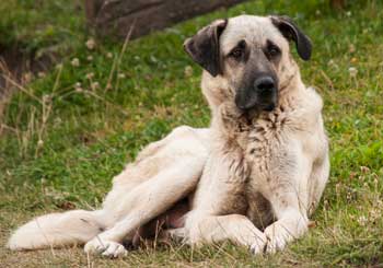 Turkish Kangal