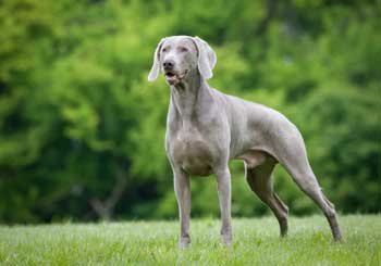 Weimaraner