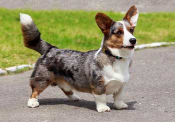 Welsh Corgi