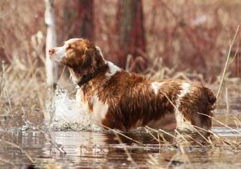 Welsh Springer Spaniel