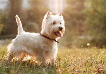 West Highland White Terrier