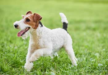 Wire-Haired Fox Terrier