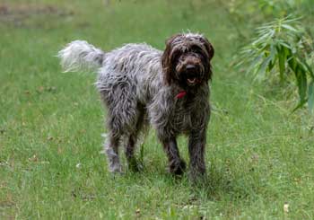 Wire-Haired Pointing Griffon