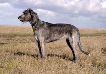 Wolfhound