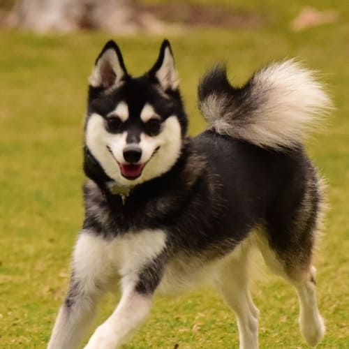 alaska klee kai