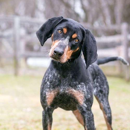 are bluetick coonhounds intelligent dogs